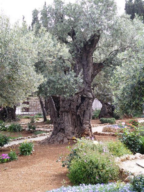 Tour Israel Now » Ancient Olive Tree Gethsemane