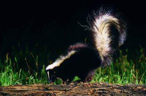 Deter Skunks With These 7 Reliable Steps | Survival Life