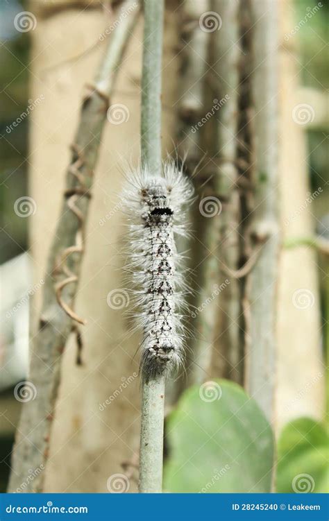 Black and White Moth Caterpillar Climbing a Plant Stock Photo - Image of stalk, larvae: 28245240