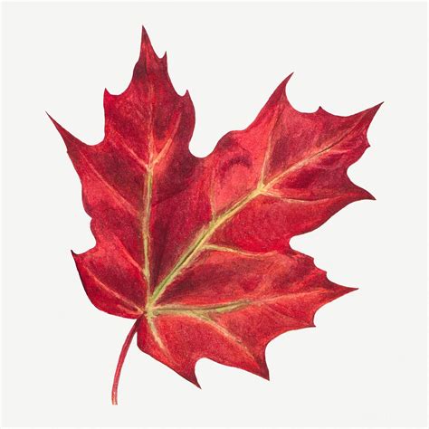 Red autumn leaf psd botanical | Premium PSD - rawpixel