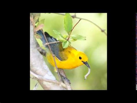 Prothonotary Warbler Song - YouTube