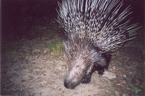 In Photos: Wildlife of Afghanistan | Wildlife conservation society ...