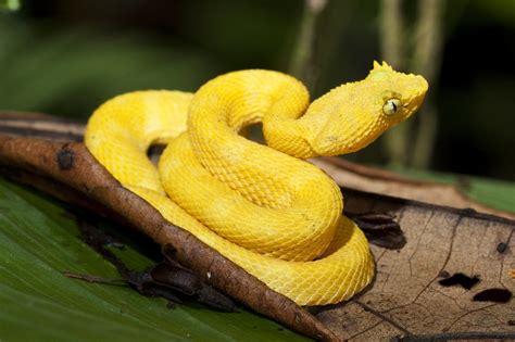 Eyelash Viper Facts, Habitat, Diet, Life Cycle, Baby, Pictures