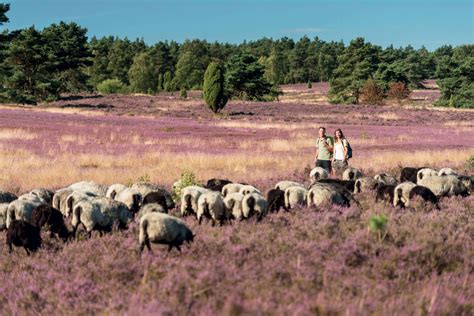 Lüneburg Heath - Hiking Landscapes - Hiking - Experiences - Visit Lower Saxony