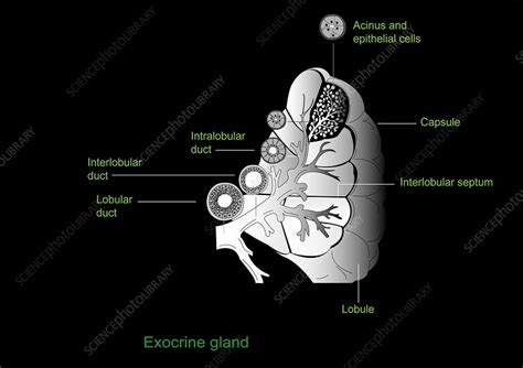 Exocrine gland, artwork - Stock Image - C008/9635 - Science Photo Library