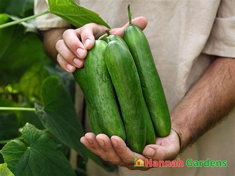 100 Seeds MUNCHER Burpless Cucumber seeds – Hannah Gardens