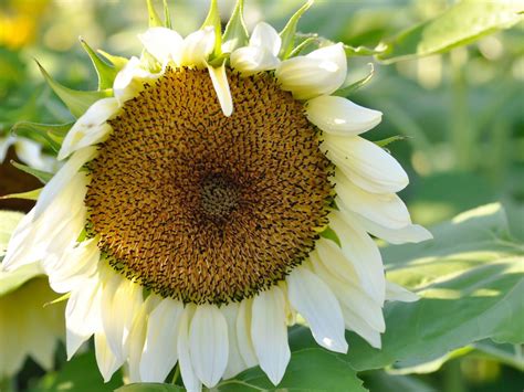 Are There White Sunflowers: How To Grow White Sunflowers In Gardens