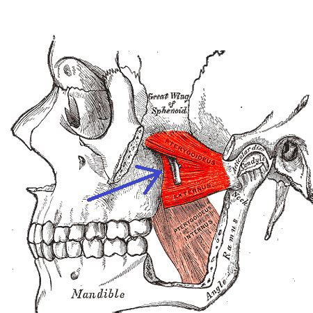 Lateral Pterygoid Muscle | Overview, Function & Anatomy | Study.com