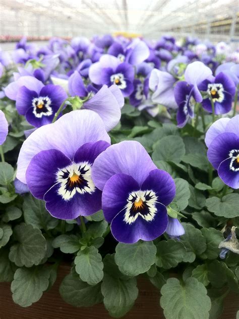 A sea of pansies #Pansies #GreenhouseGrowings