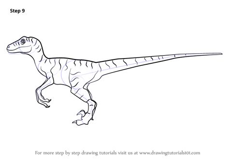 Learn How to Draw a Velociraptor Dinosaur (Dinosaurs) Step by Step ...