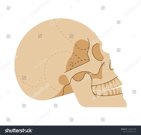 Human Skull Original Style Illustration Medicine Stock Vector (Royalty ...