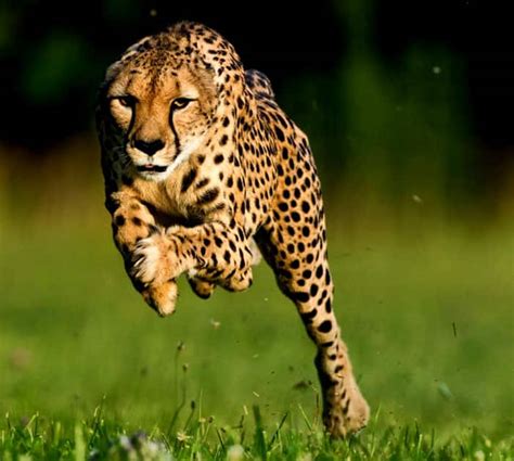 10 Fastest Animals in the World | News | Zee News