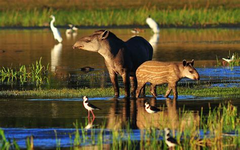 Endangered Animals Of The Amazon Rainforest - Rainforest Cruises