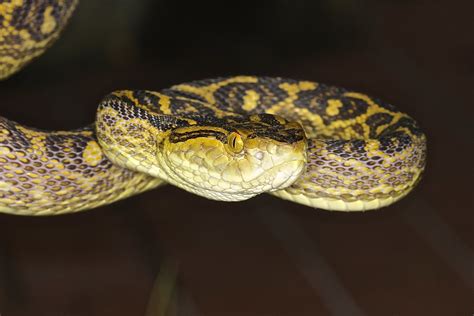 Okinawan pit viper genome reveals evolution of snake venom