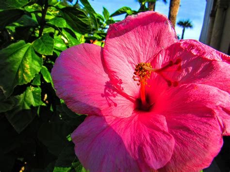 Fall Flowers of Florida. Autumn Arrived While Summer Remained | by Dennett | Weeds & Wildflowers ...