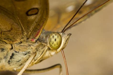 Butterfly close-up stock photo. Image of yellow, large - 32084686