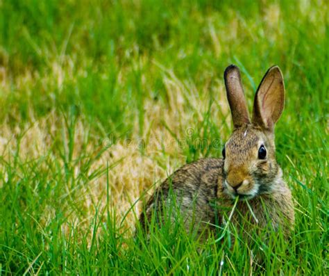 Baby Rabbit eating stock image. Image of wild, young - 31473979