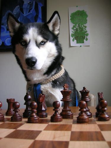 Greek chess photos: Can your dog play chess?