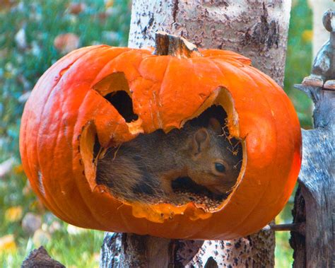 Squirrel in Pumpkin by flowersdaughter on DeviantArt