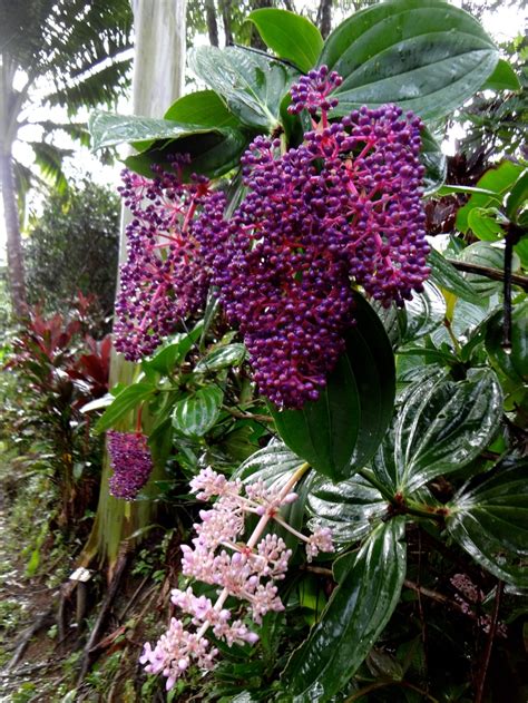 66 best Rainforest flowers images on Pinterest | Exotic flowers, Rare ...