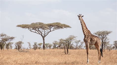 Serengeti Safari: One Traveller's Adventure in Africa | Intrepid Travel Blog