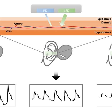 Mechanism of PPG sensor according to the distances between user and the... | Download Scientific ...