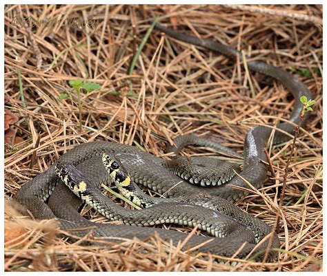 Adrian Davey Bird & Wildlife Photography: Grass Snakes mating ( I think thats what ther doing)