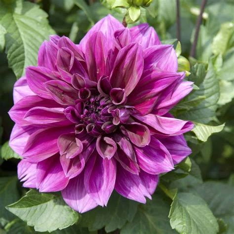 15+ purple dahlia varieties 🍇 💜 Delve into lovely lavender hues