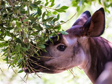 What Is An Okapi - Zooologist