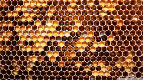 Beehive, abstract HD wallpaper | Wallpaper Flare