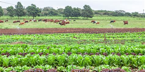 Conservation and Regeneration: Fostering Resilience in the Farm Bill ...