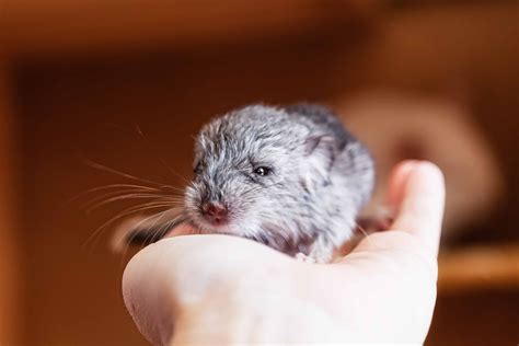 Baby White Chinchilla