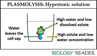 Difference Between Plasmolysis and Deplasmolysis (with Comparison Chart ...