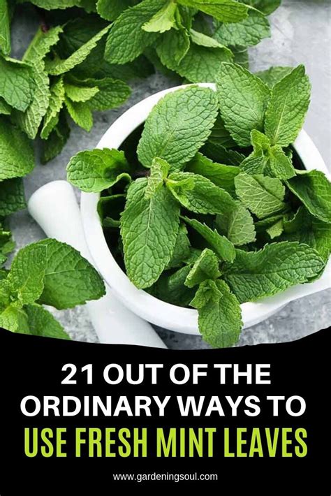 21 Out Of The Ordinary Ways To Use Fresh Mint Leaves | Fresh mint ...