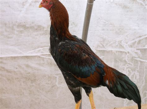 Chicken Breed Focus - Aseel/Asil