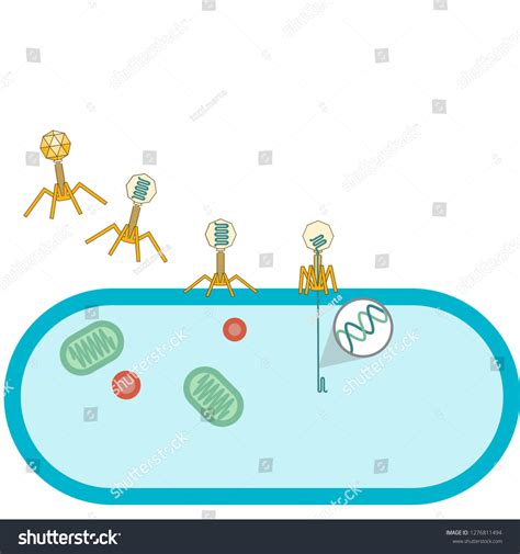 Bacteriophage Transduction Bacteria Stock Vector (Royalty Free) 1276811494 | Shutterstock