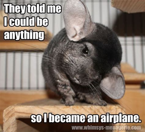 15 best Funny Chinchilla Stuff images on Pinterest | Animal humor, Children and Ideas