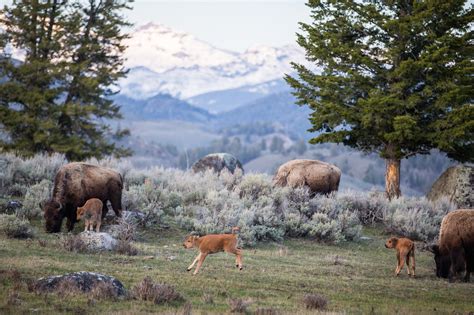 Yellowstone Live: NatGeo Puts the Park’s Baby Animals Front and Center – IndieWire