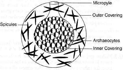 Draw the structure of gemmules in sponge. - Sarthaks eConnect | Largest ...