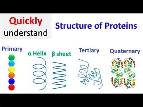 Quaternary Structure Of Protein Diagram