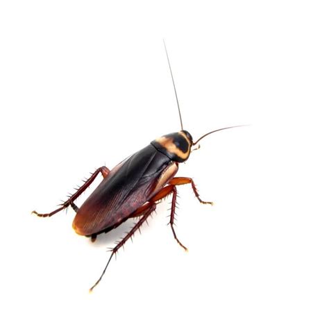 Types of Cockroaches: How to Identify Cockroach Species