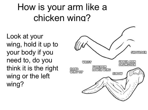 Chicken Wing Dissection - 8sciencejmc.weebly.com