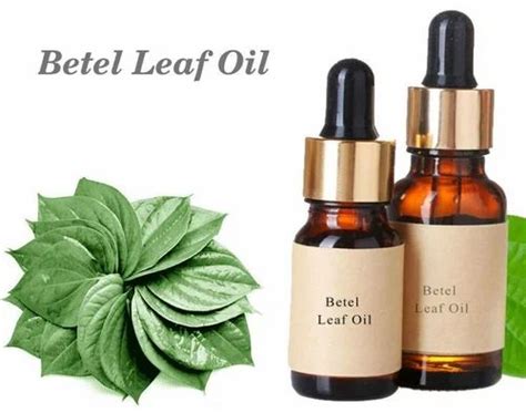 Betel Leaf Oil / Betel Leaf Essential Oil at Rs 18000/litre | Betel Leaf Oil | ID: 16240248612