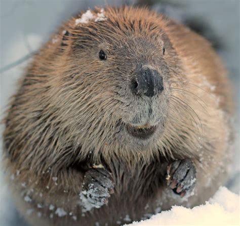 North American Beaver stock photo. Image of mammal, north - 64039944