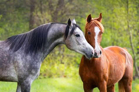 Caballo Dos Animalia Caballos Appaloosa, Appaloosa Horses, White Arabian Horse, White Horses ...