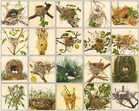 many different pictures of birds in nests and branches with leaves on them, including one bird's egg