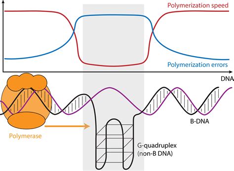 Non-B DNA and microsatellite variation and evolution | The Makova Lab at Penn State