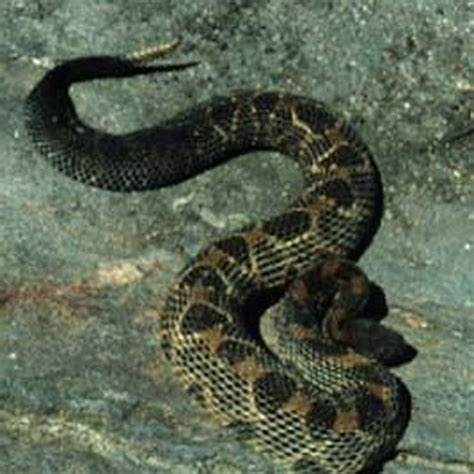 What are the characteristics of a timber rattlesnake? - DIY Seattle