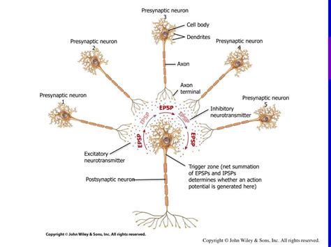 PPT - Postsynaptic neuron PowerPoint Presentation, free download - ID:2633217