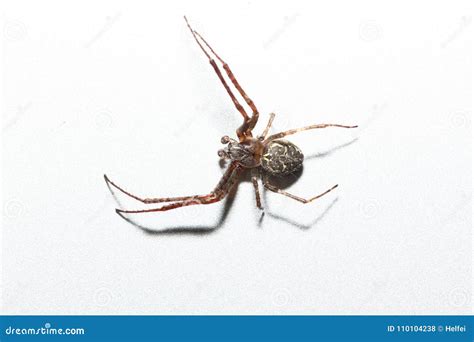 The Spiders are a Class of Arthropods Stock Photo - Image of natural, outdoors: 110104238